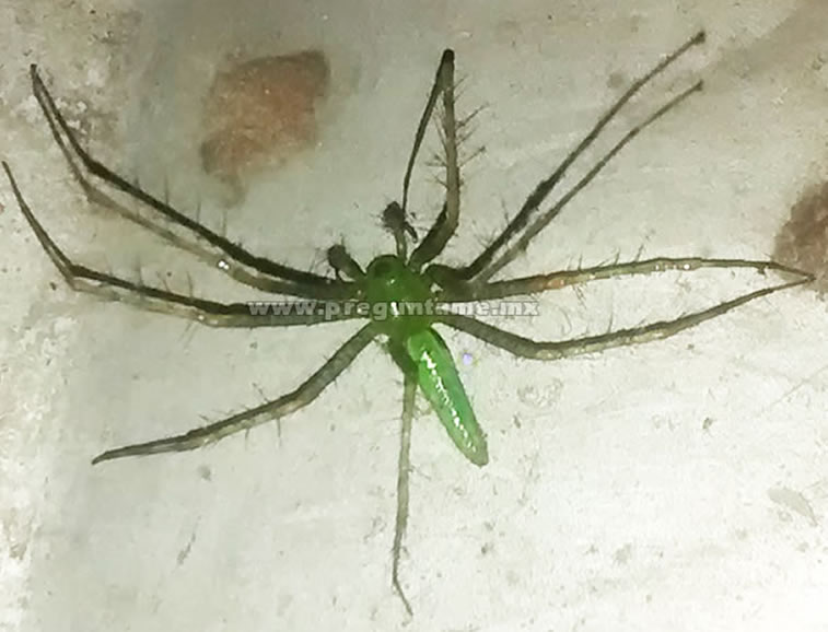 Araña Lince Verde